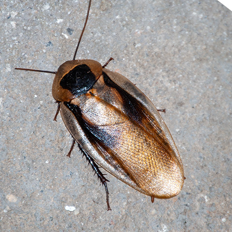 Blattodea