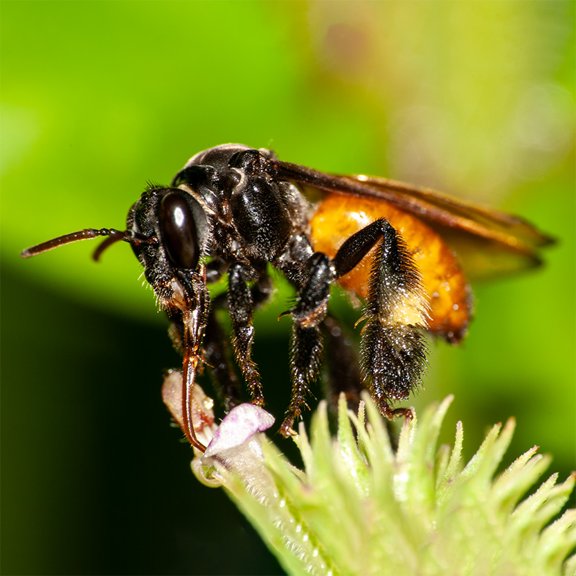 Hymenoptera