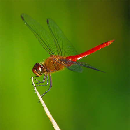 Odonata