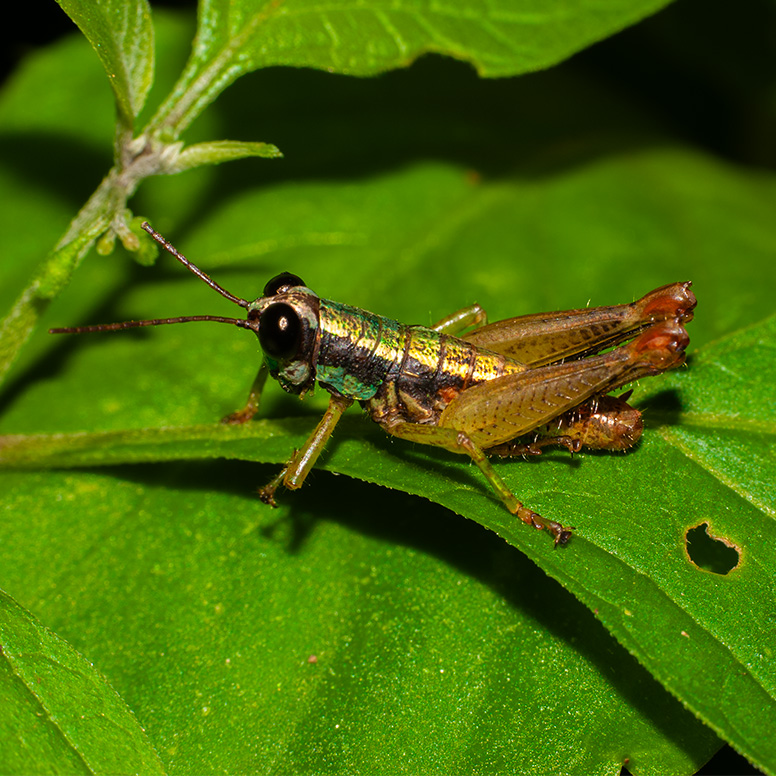 Orthoptera