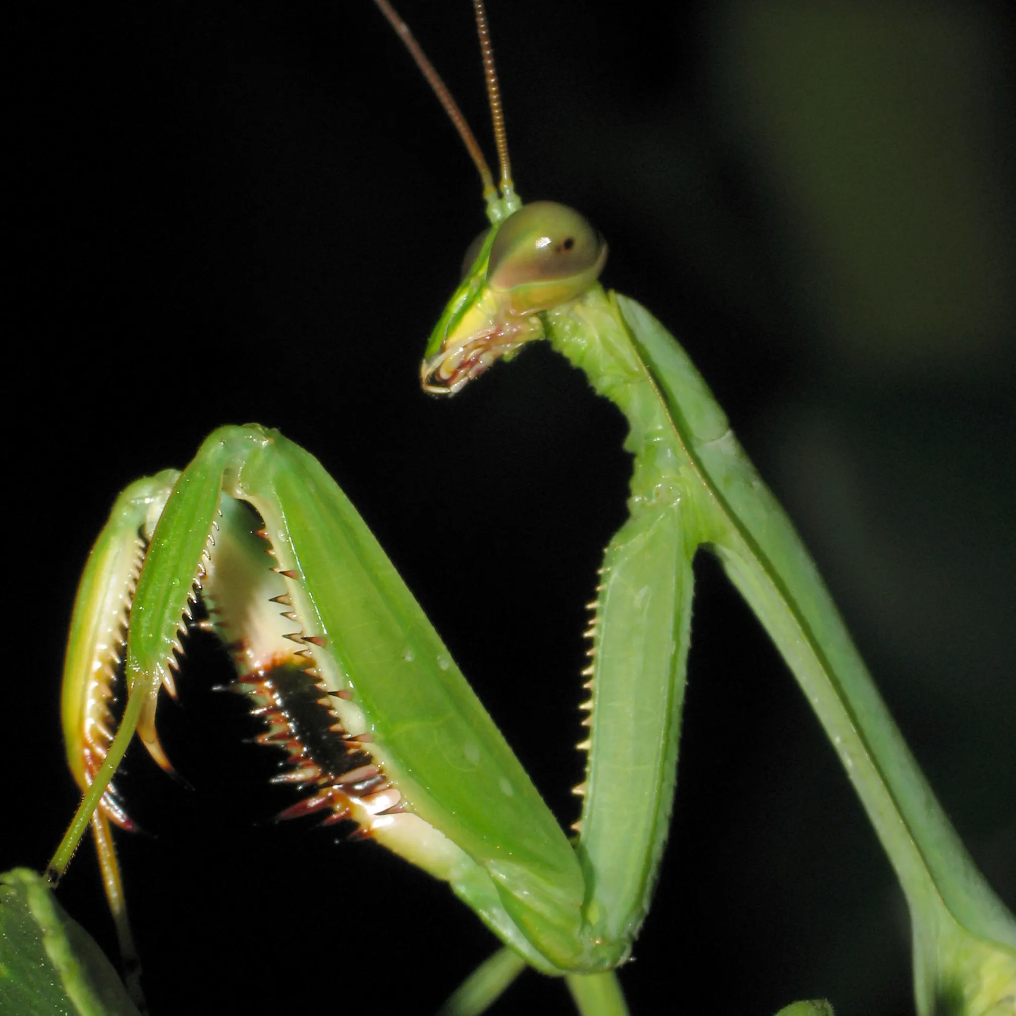 Mantodea