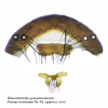Mesembrinella guaramacalensis