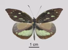 Lieinix christa bousquetsi