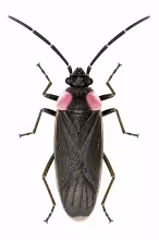 Acroleucus caiaraensis