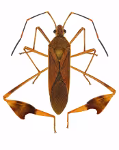 Anisoscelis marginellus