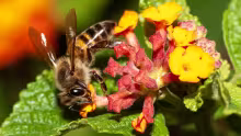 Apis mellifera