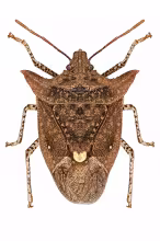 Euschistus triangulator