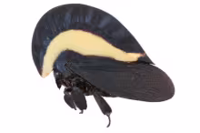 Membracis