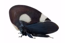 Membracis Iefebvrei