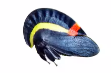 Membracis