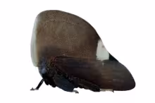 Membracis tectigera
