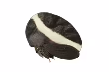 Membracis zonata