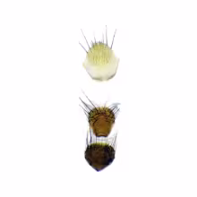 Mesembrinella guaramacalensis