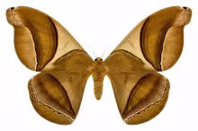 Rhescyntis hippodamia