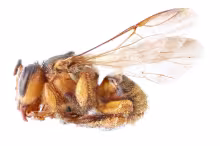 Scaptotrigona