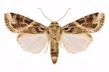 Spodoptera androgea