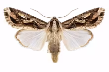 Spodoptera dolichos