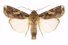 Spodoptera frugiperda