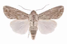 Spodoptera albula
